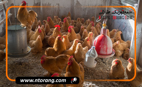 روش های تحریک مرغ برای تخمگذاری